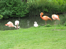 Red Flamingoes at Coton Manor
